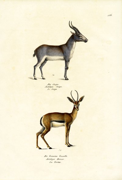 Saiga Antelope, 1824 by Karl Joseph Brodtmann